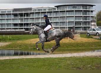Belgian Warmblood, Gelding, 6 years, 17 hh, Gray