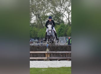 Belgian Warmblood, Gelding, 6 years, 17 hh, Gray