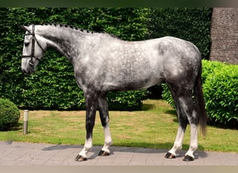 Belgian Warmblood, Gelding, 6 years, 17 hh, Gray