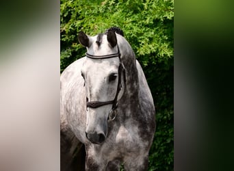 Belgian Warmblood, Gelding, 6 years, 17 hh, Gray