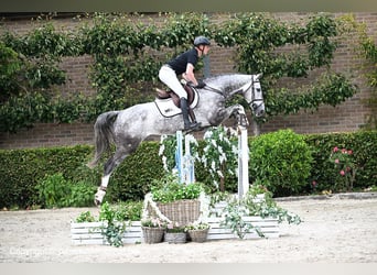 Belgian Warmblood, Gelding, 6 years, 17 hh, Gray