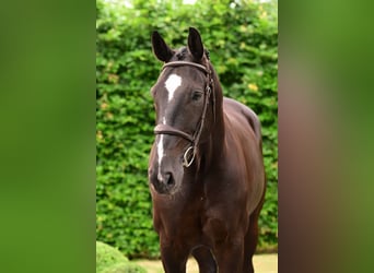 Belgian Warmblood, Gelding, 6 years, 17 hh, Smoky-Black