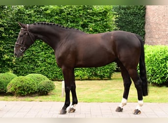 Belgian Warmblood, Gelding, 6 years, 17 hh, Smoky-Black
