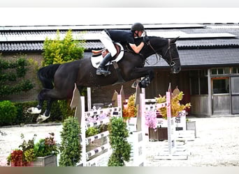 Belgian Warmblood, Gelding, 6 years, 17 hh, Smoky-Black