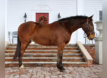 Belgian Warmblood, Gelding, 6 years, Bay
