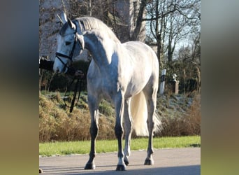 Belgian Warmblood, Gelding, 6 years, Grey