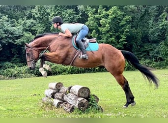 Belgian Warmblood, Gelding, 7 years, 15.3 hh, Bay