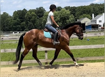 Belgian Warmblood, Gelding, 7 years, 15.3 hh, Bay