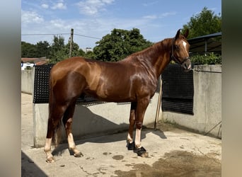 Belgian Warmblood, Gelding, 7 years, 16,1 hh, Chestnut-Red