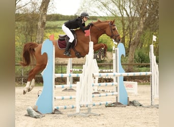 Belgian Warmblood, Gelding, 7 years, 16,1 hh, Chestnut-Red