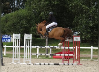 Belgian Warmblood, Gelding, 7 years, 16,1 hh, Chestnut-Red