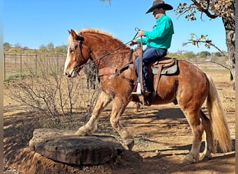 Belgian Warmblood, Gelding, 7 years, 16,2 hh, Chestnut