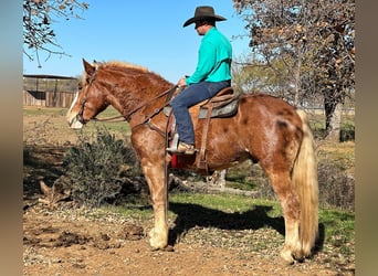 Belgian Warmblood, Gelding, 7 years, 16,2 hh, Chestnut