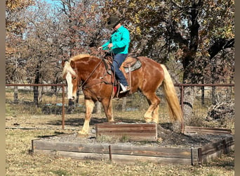 Belgian Warmblood, Gelding, 7 years, 16,2 hh, Chestnut