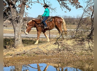 Belgian Warmblood, Gelding, 7 years, 16,2 hh, Chestnut