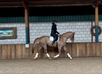 Belgian Warmblood, Gelding, 7 years, 16,2 hh, Chestnut-Red