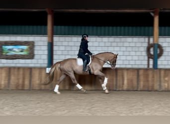 Belgian Warmblood, Gelding, 7 years, 16,2 hh, Chestnut-Red