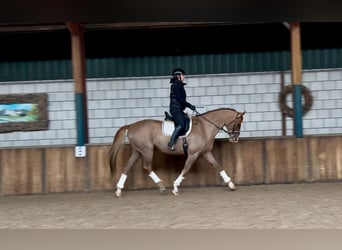 Belgian Warmblood, Gelding, 7 years, 16,2 hh, Chestnut-Red