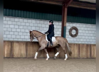 Belgian Warmblood, Gelding, 7 years, 16,2 hh, Chestnut-Red