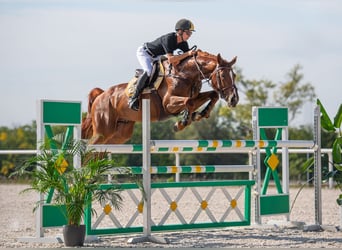 Belgian Warmblood, Gelding, 7 years, 16.3 hh, Chestnut