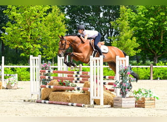 Belgian Warmblood, Gelding, 7 years, 16 hh, Brown