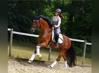 Belgian Warmblood, Gelding, 7 years, 16,1 hh, Brown