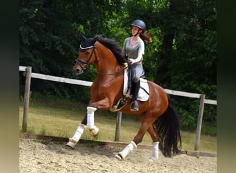 Belgian Warmblood, Gelding, 7 years, 16,1 hh, Brown