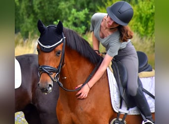 Belgian Warmblood, Gelding, 7 years, 16,1 hh, Brown