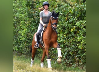 Belgian Warmblood, Gelding, 7 years, 16,1 hh, Brown