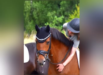 Belgian Warmblood, Gelding, 7 years, 16,1 hh, Brown