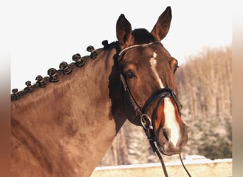 Belgian Warmblood, Gelding, 7 years, 16,1 hh, Smoky-Black