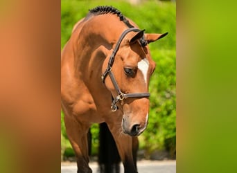 Belgian Warmblood, Gelding, 7 years, 16,2 hh, Brown