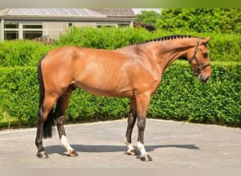 Belgian Warmblood, Gelding, 7 years, 16,2 hh, Brown