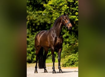 Belgian Warmblood, Gelding, 7 years, 16,2 hh, Brown