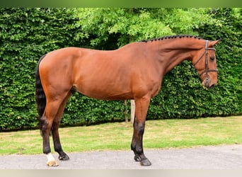 Belgian Warmblood, Gelding, 7 years, 16,2 hh, Brown