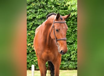 Belgian Warmblood, Gelding, 7 years, 16,2 hh, Brown