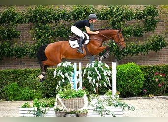 Belgian Warmblood, Gelding, 7 years, 16,2 hh, Brown