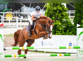 Belgian Warmblood, Gelding, 7 years, 16,3 hh, Chestnut-Red