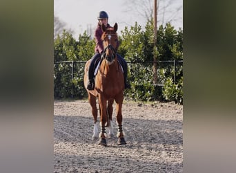 Belgian Warmblood, Gelding, 7 years, 16,3 hh, Chestnut-Red