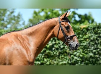 Belgian Warmblood, Gelding, 7 years, 17 hh, Brown