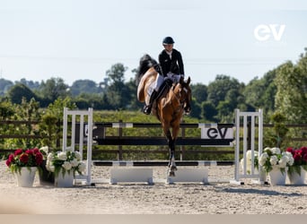 Belgian Warmblood, Gelding, 7 years, 17 hh, Brown