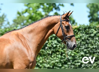 Belgian Warmblood, Gelding, 7 years, 17 hh, Brown