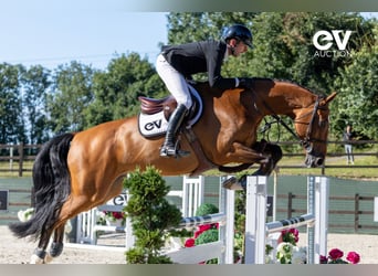 Belgian Warmblood, Gelding, 7 years, 17 hh, Brown
