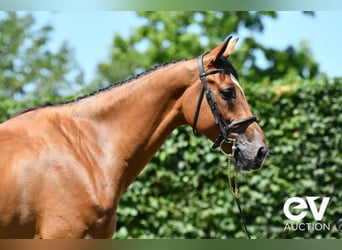 Belgian Warmblood, Gelding, 7 years, 17 hh, Brown