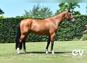 Belgian Warmblood, Gelding, 7 years, 17 hh, Brown