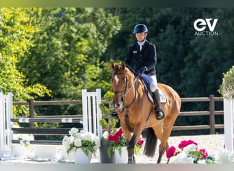 Belgian Warmblood, Gelding, 7 years, 17 hh, Brown