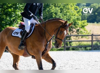Belgian Warmblood, Gelding, 7 years, 17 hh, Brown