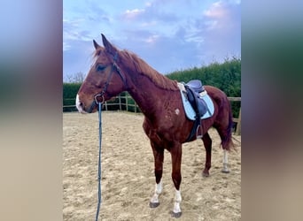 Belgian Warmblood, Gelding, 8 years, 15,2 hh, Chestnut-Red