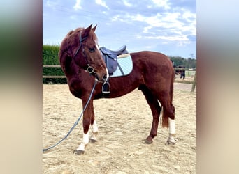 Belgian Warmblood, Gelding, 8 years, 15,2 hh, Chestnut-Red