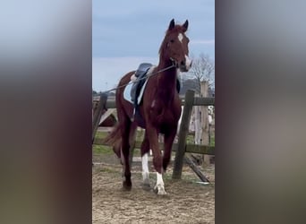 Belgian Warmblood, Gelding, 8 years, 15,2 hh, Chestnut-Red